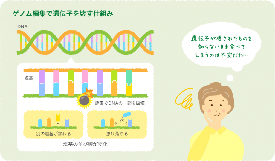 ゲノム編集で遺伝子を壊す仕組み