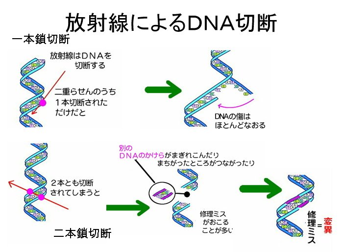 放射線によるDNA切断