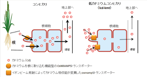 コシヒカリ環1号とカドミウム