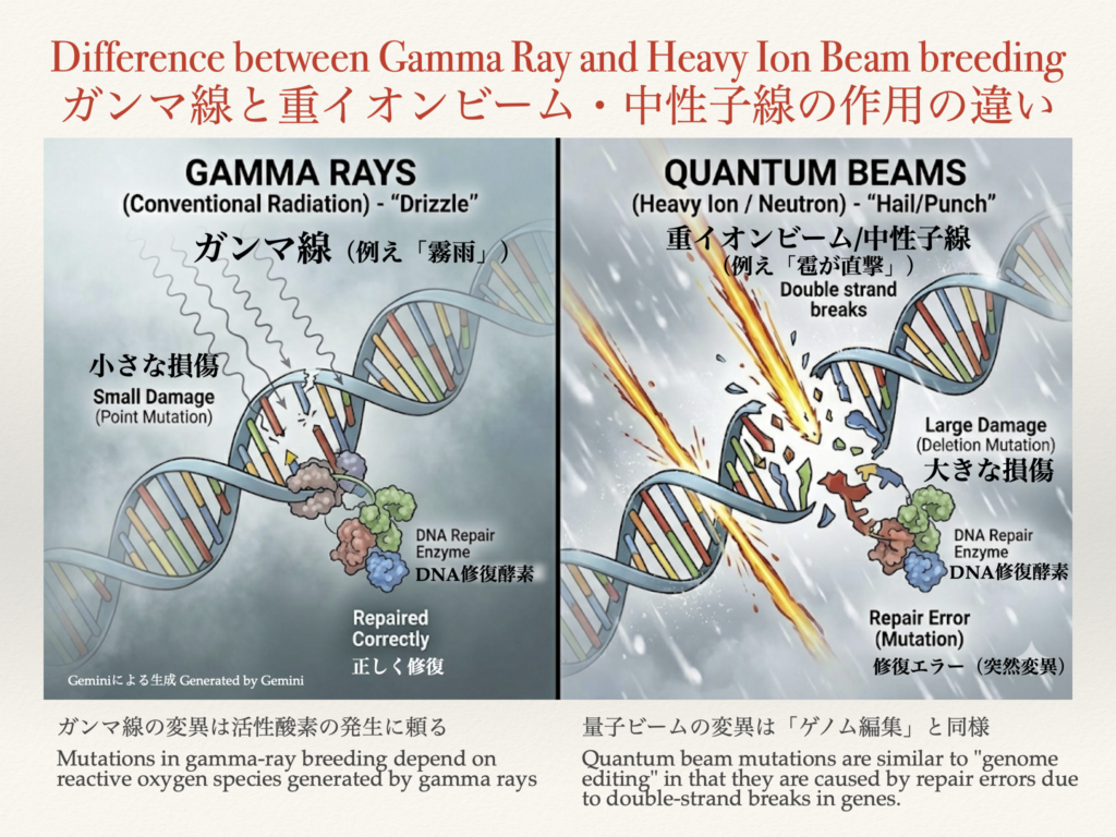 ガンマ線と重イオンビームの作用の違い