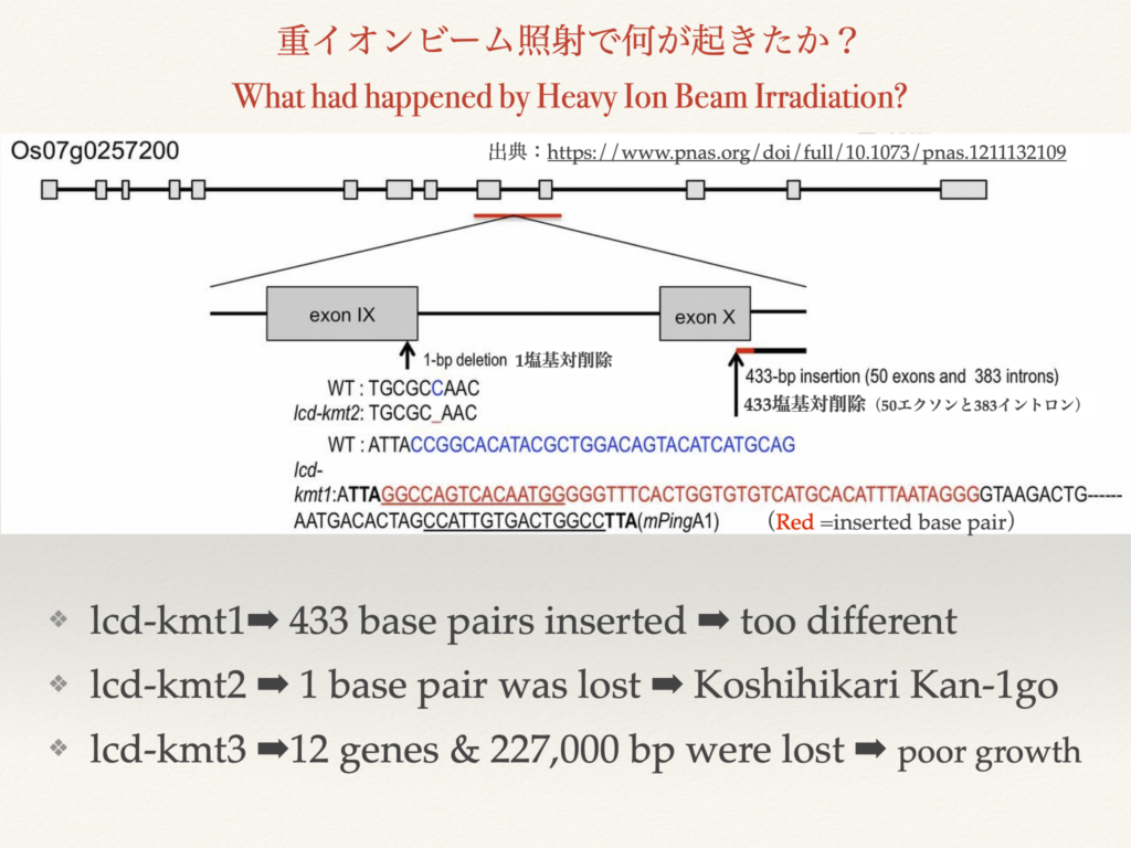 重イオンビーム照射で何が起きたか